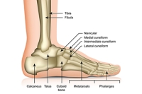 How Foot Bones Work Together in Unison